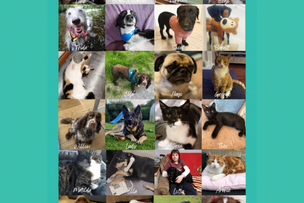 https://www.middletownautism.com/social-media/pets-of-middletown-11-2022