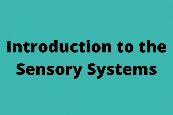 https://www.middletownautism.com/social-media/sensory-systems-7-2022